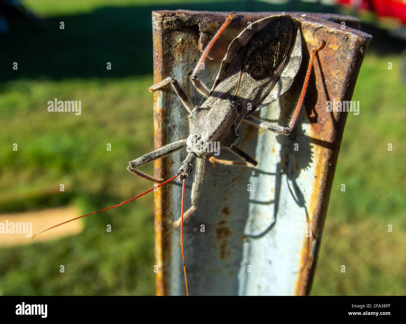 A close up look at a 3-segmented, long narrow headed, round beady eyed, prey killing wheel bug. Its pointed mouthpart and needle-like beak can inflict Stock Photo