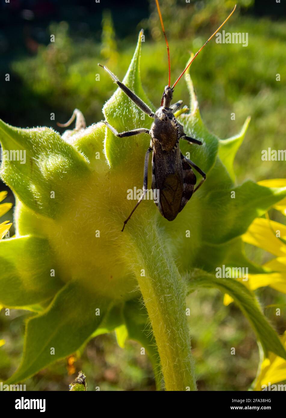A macro photograph of a wheel bug standing on the back of a sunflower plant in Missouri just waiting for its prey. Bokeh affect. Stock Photo