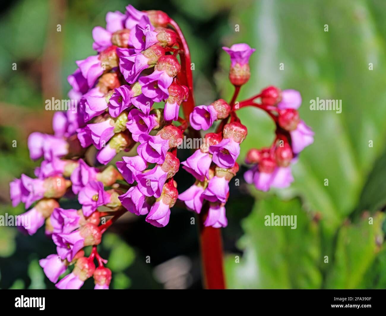 Violet blooming  bergenia in spring Stock Photo