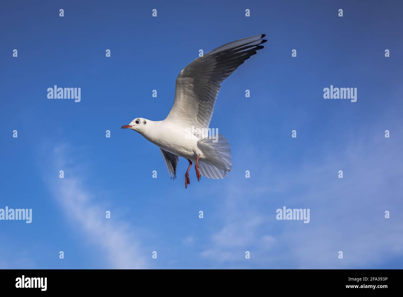 Seagull in the sky on beach Stock Photo