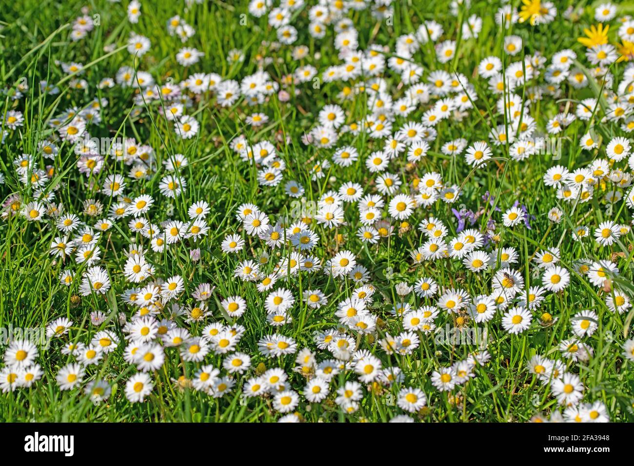 Daisies, Bellis perennis, in a meadow Stock Photo