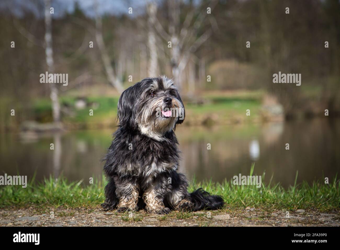 Grey havanese deals