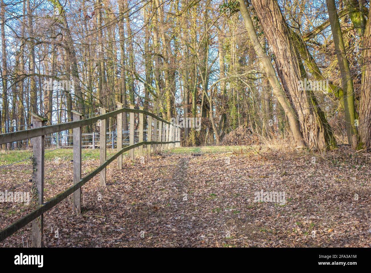 Shot of a wooden fence in a sunny forest Stock Photo - Alamy