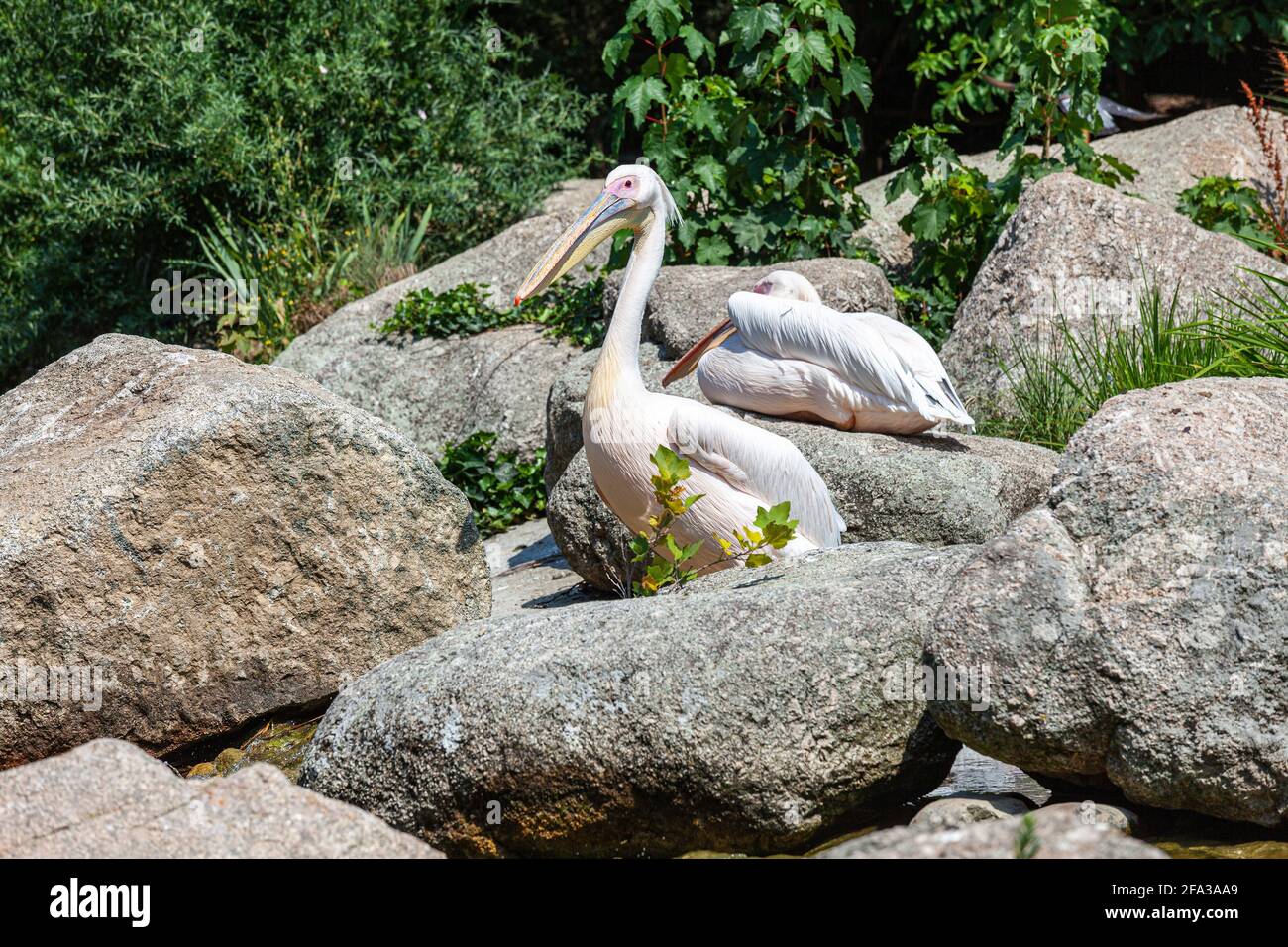 Pelicans dry their plumage in the sun. Lyon, France, Europe Stock Photo