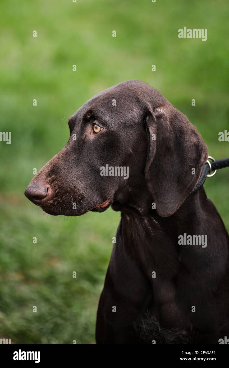 Russia, Krasnodar April 18, 2021-Dog show of all breeds. German hunting shorthair breed of dog with light brown intelligent eyes. Close-up portrait of Stock Photo