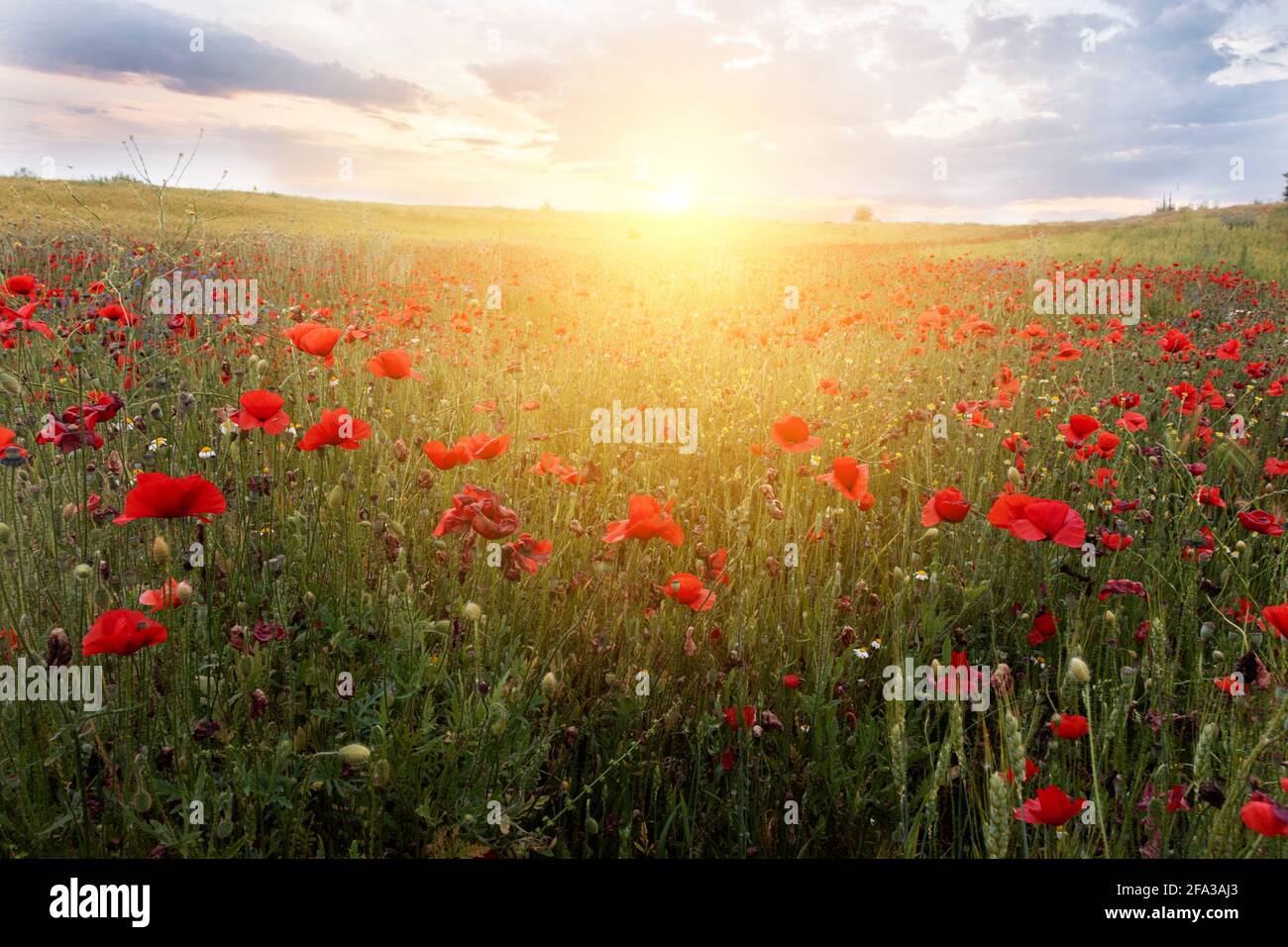 Colorful poppy field dramatic hi-res stock photography and images - Alamy