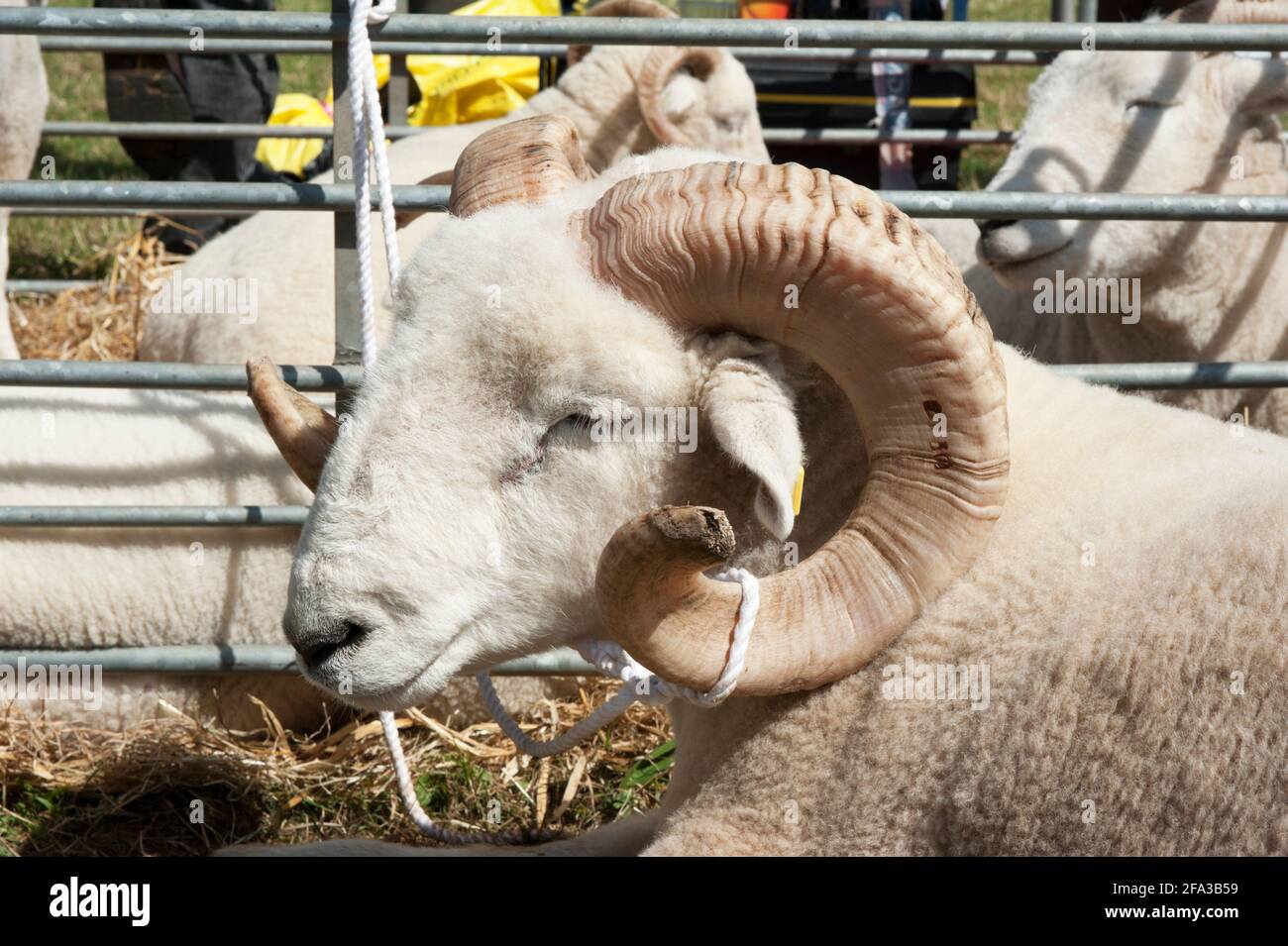 Prizewinning Exmoor Ram at a country show Stock Photo
