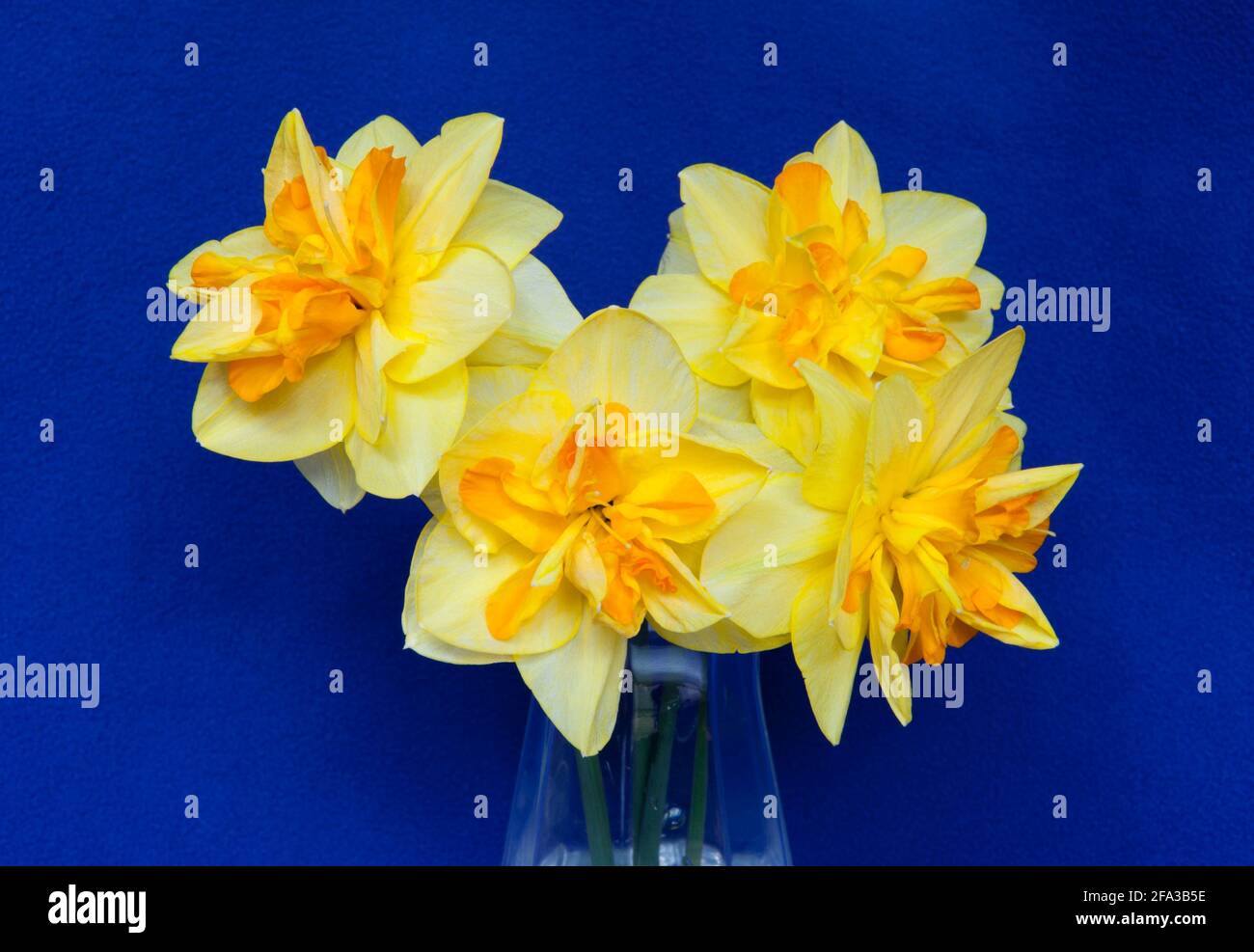 Study of yellow Daffodils on a purple background Stock Photo