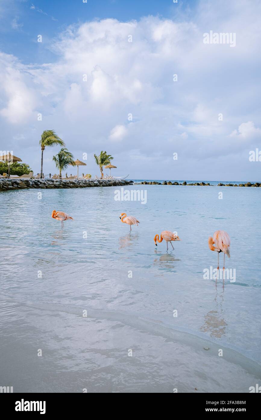Aruba beach with pink flamingos at the beach, flamingo at the beach in ...