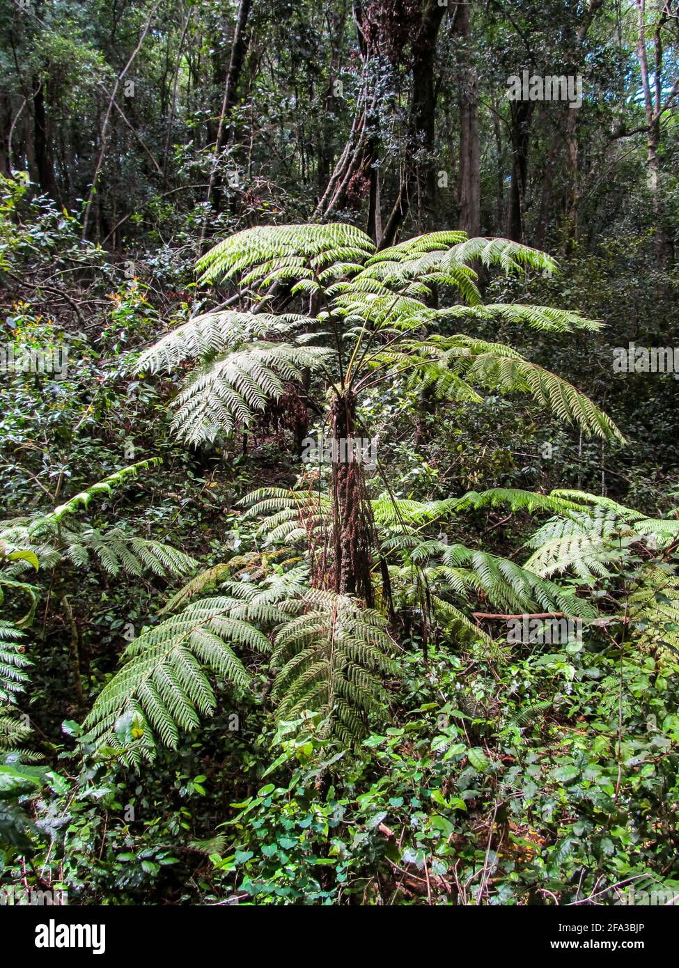 A large tree fern growing in a clearing in the Tsitsikamma rainforest in the Garden Route National Park, South Africa. Stock Photo