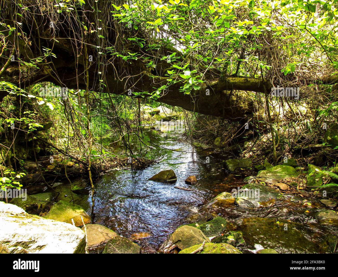 A small stream flowing beneath a fallen tree in the Tsitsikamma forest in the Garden Route National Park, South Africa. Stock Photo