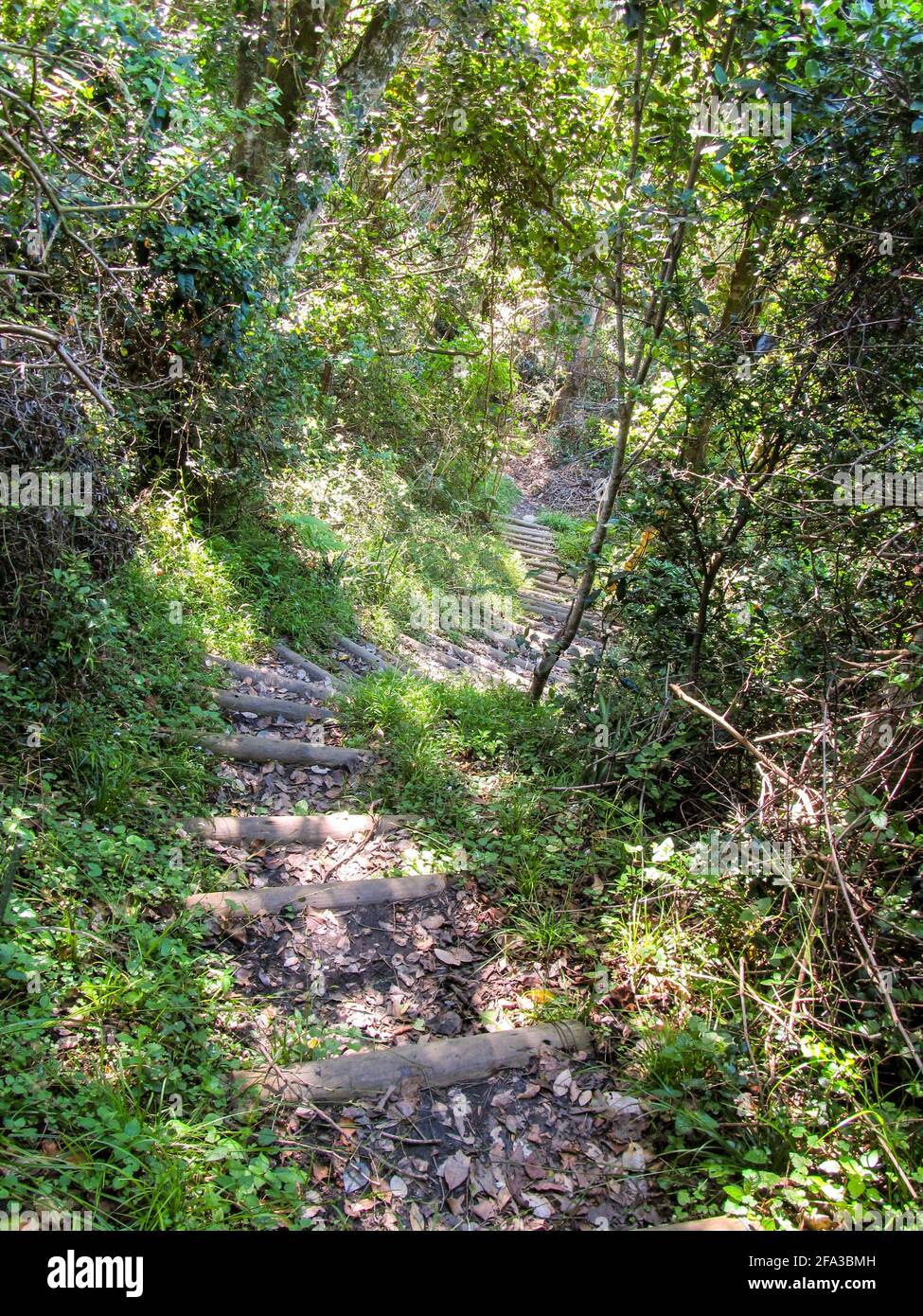 A steep trial winding down hill through the thick coastal Tsitsikamma forest, in the Garden Route National Park, South Africa Stock Photo