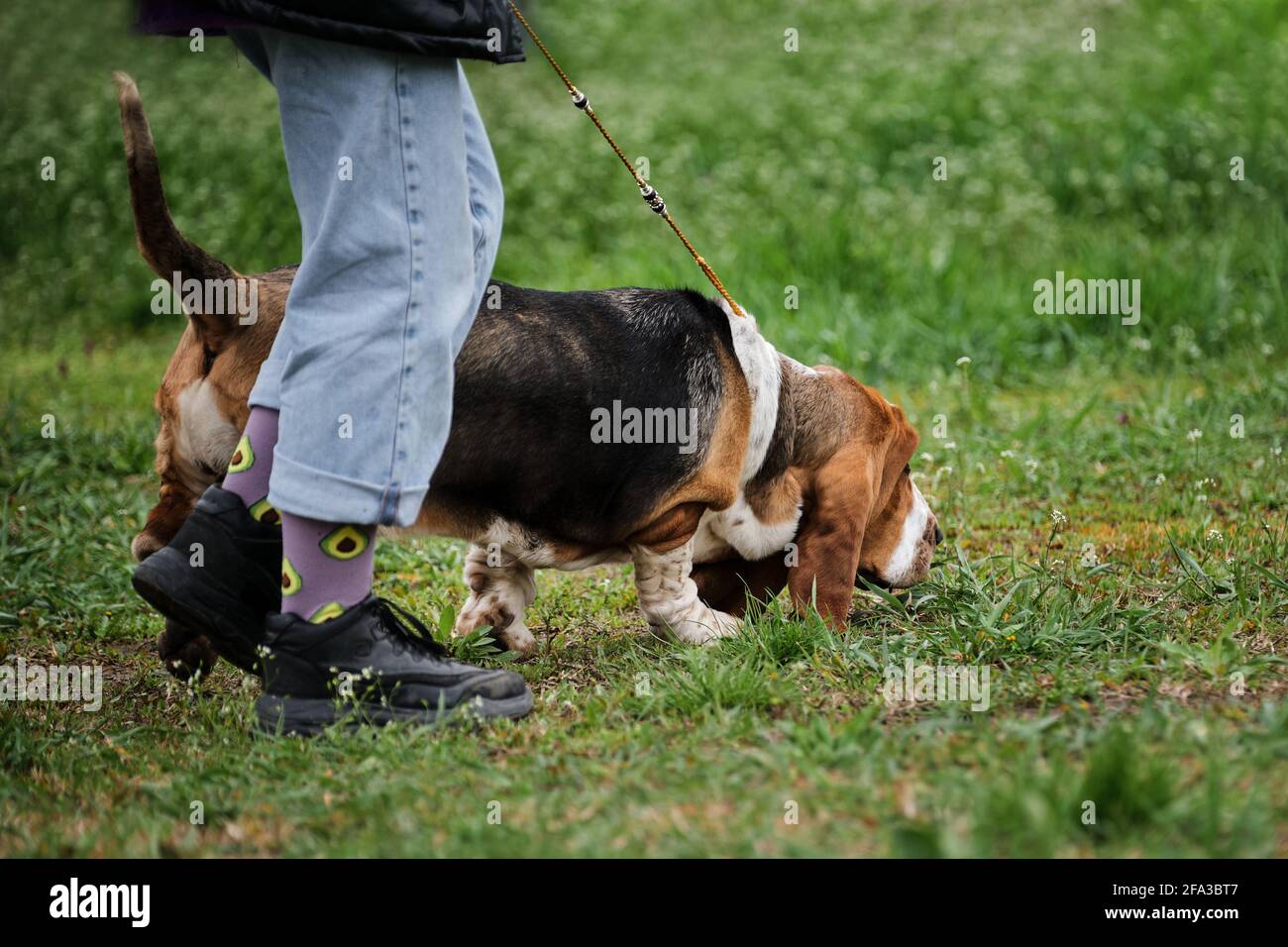 Russia, Krasnodar April 18, 2021-Dog show of all breeds. A large dog with short legs and long red ears. Basset Hound on walk with his headmaster in pa Stock Photo