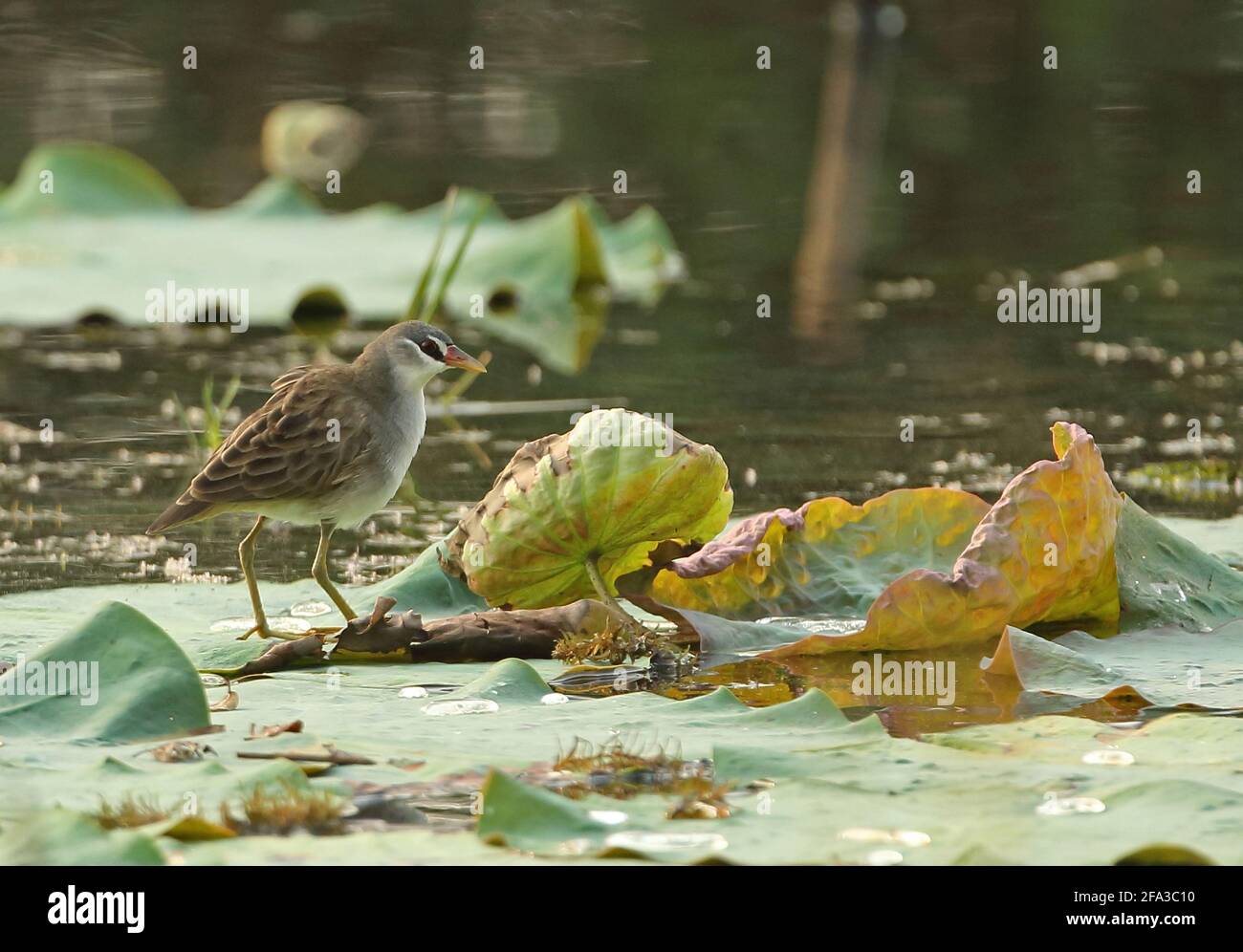 White-browed Crake (Amaurornis cinerea) adult walking on lilly pads Ang Trapaeng Thmor, Cambodia          January Stock Photo