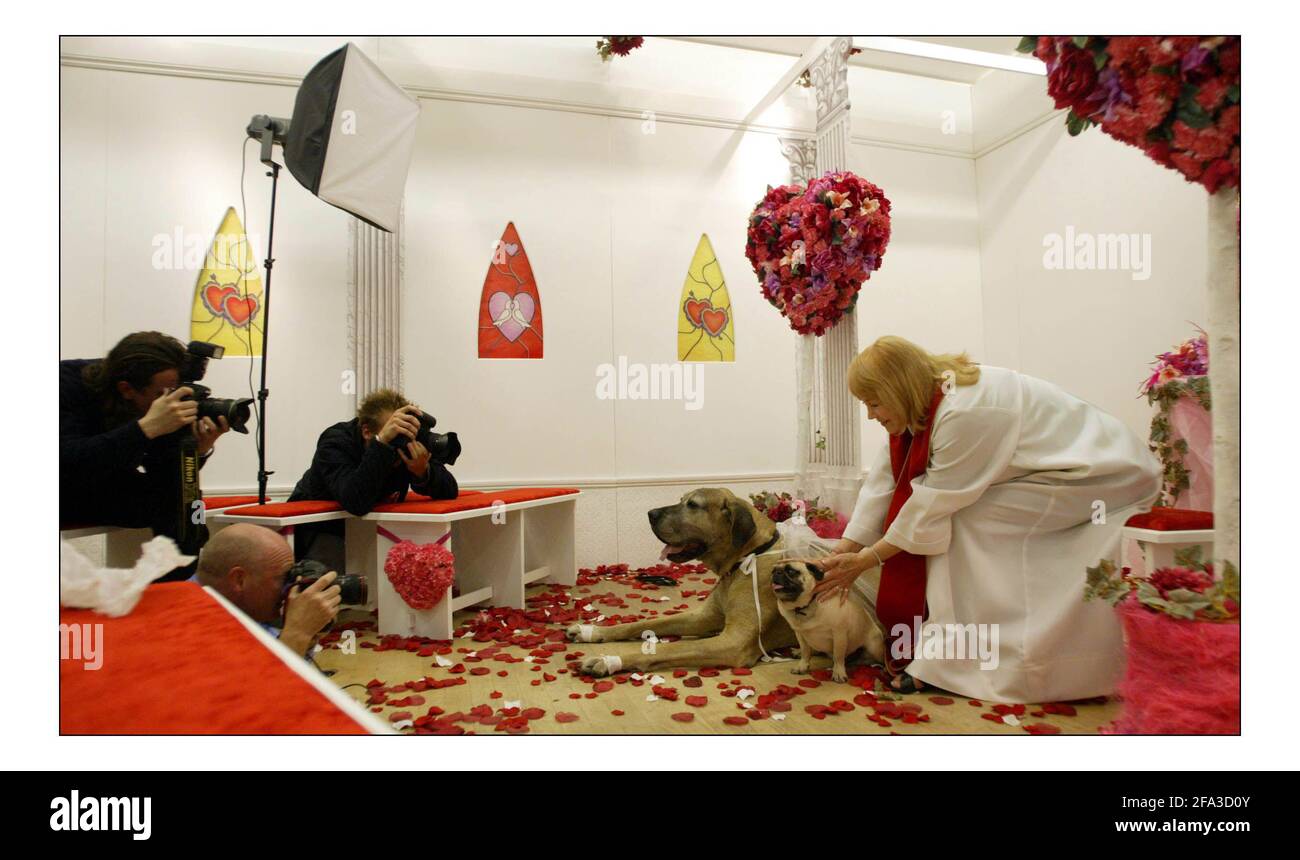 Nora, the Great Dane and Arthur the Pug recieved a Blessing in the word renowned LITTLE WHITE WEDDING CHAPEL from Las Vegas which has come to Selfridges in London is blessing maraiges.pic David Sandison 28/4/2005 Stock Photo