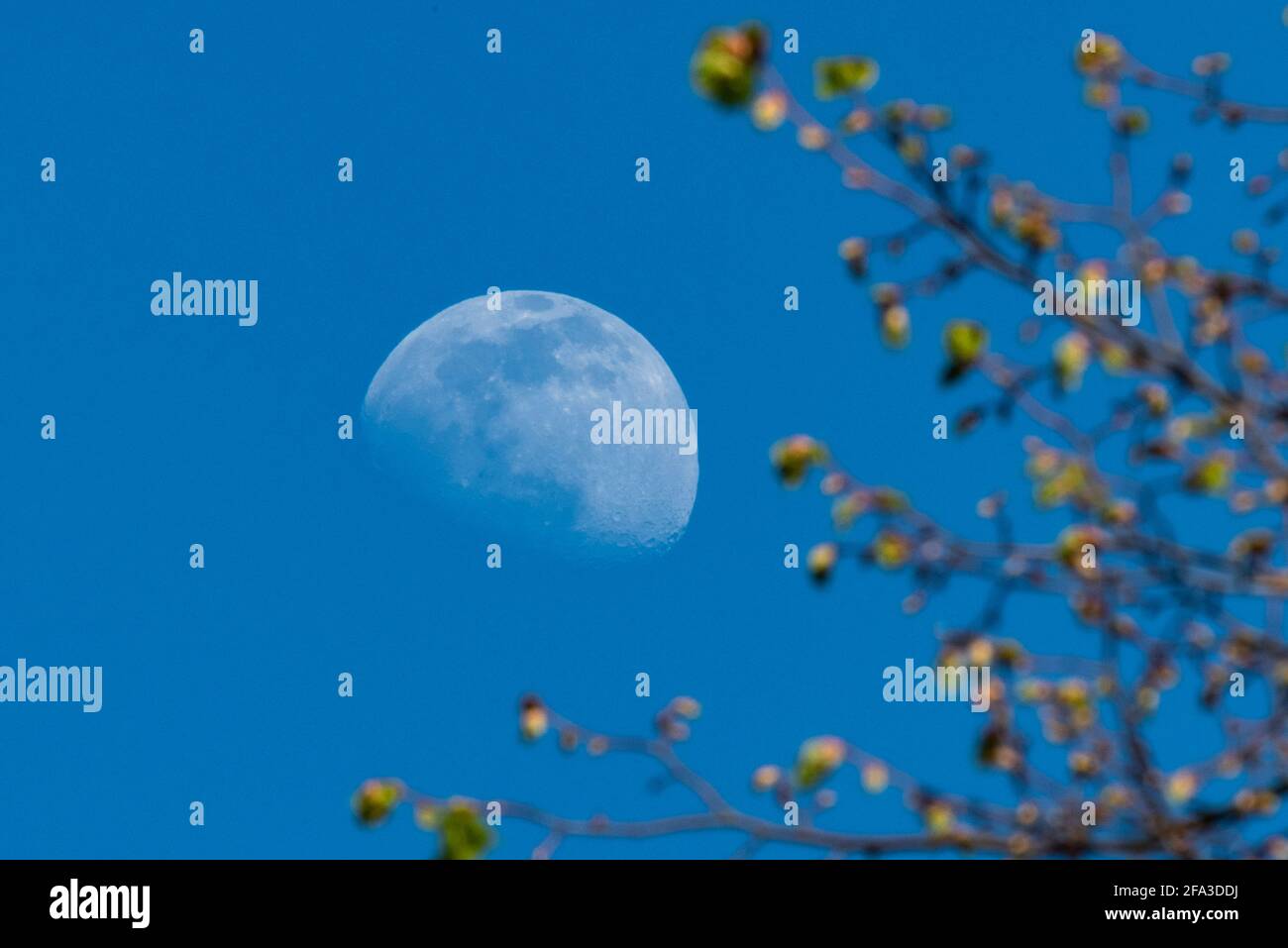 London, UK.  22 April 2021.  UK Weather: A 75% waxing gibbous moon rises behind trees over north west London on a clear evening.  This month’s full moon will occur on the 26/27 April and is known as a Pink Moon as well as being a supermoon.  Credit: Stephen Chung / Alamy Live News Stock Photo