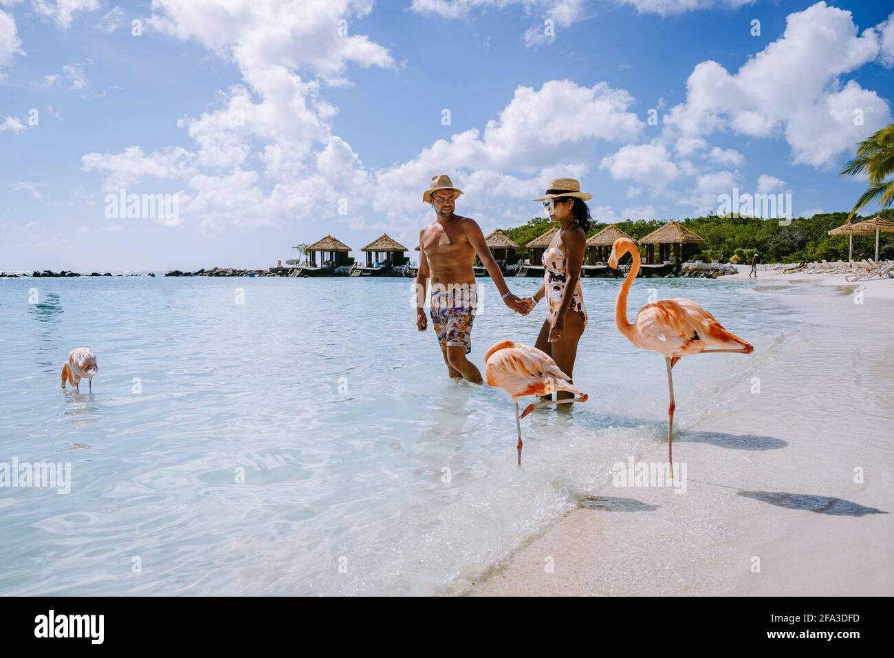 Aruba beach with pink flamingos at the beach, flamingo at the beach in ...