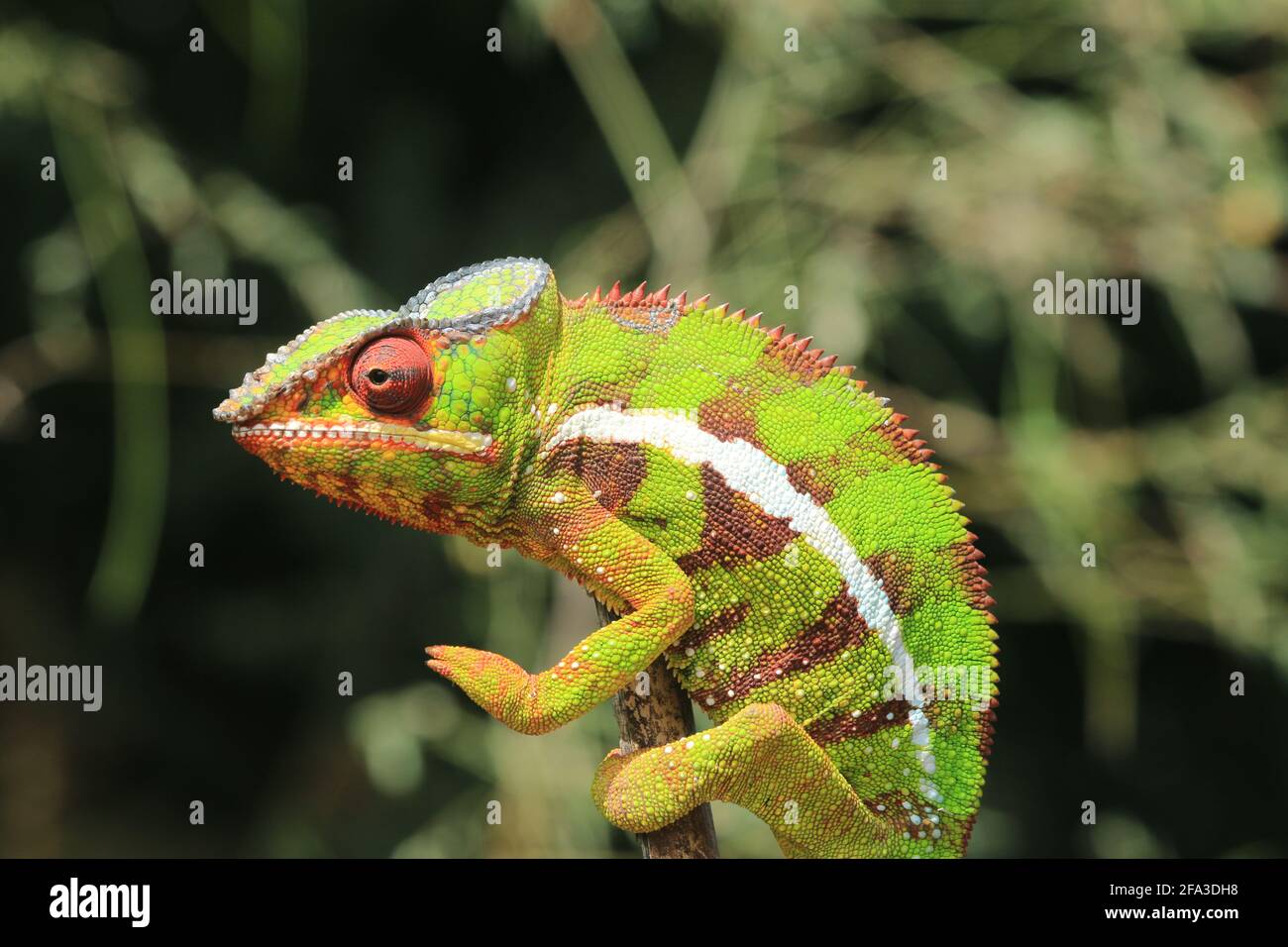colourful panther chameleon in it natural habitat in north madagascar/ diego suarez Stock Photo