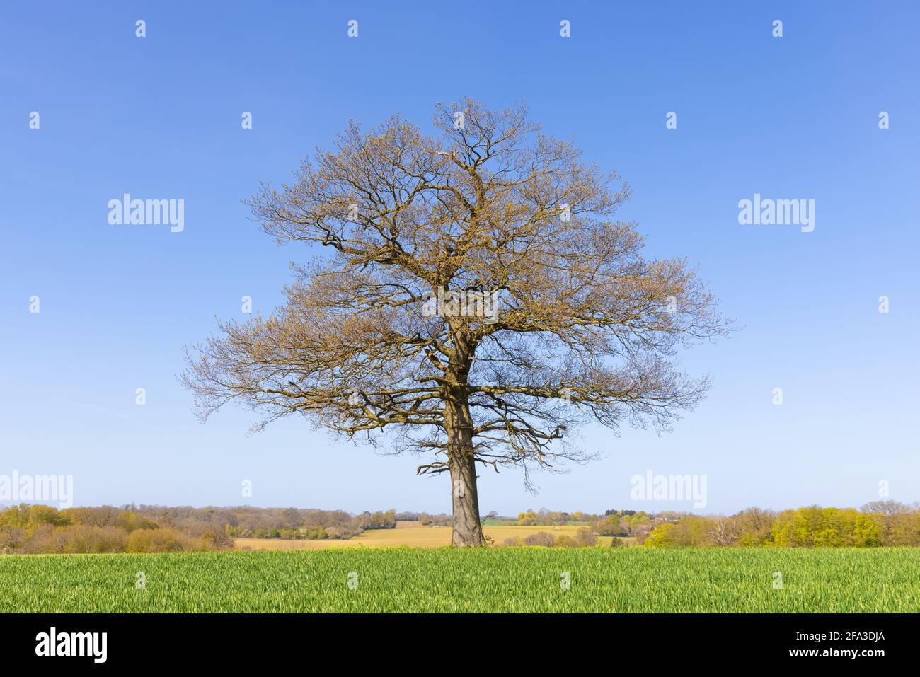 Solitary oak tree in a field on a sunny spring day with blue sky and young shoots of wheat in the foreground. Hertfordshire. UK Stock Photo