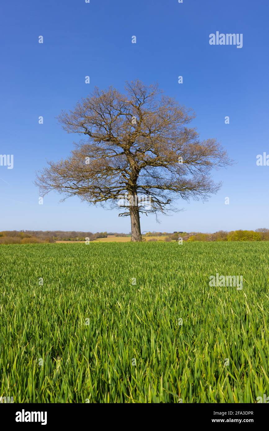 Solitary oak tree in a field on a sunny spring day with blue sky and young shoots of wheat in the foreground. Hertfordshire. UK Stock Photo