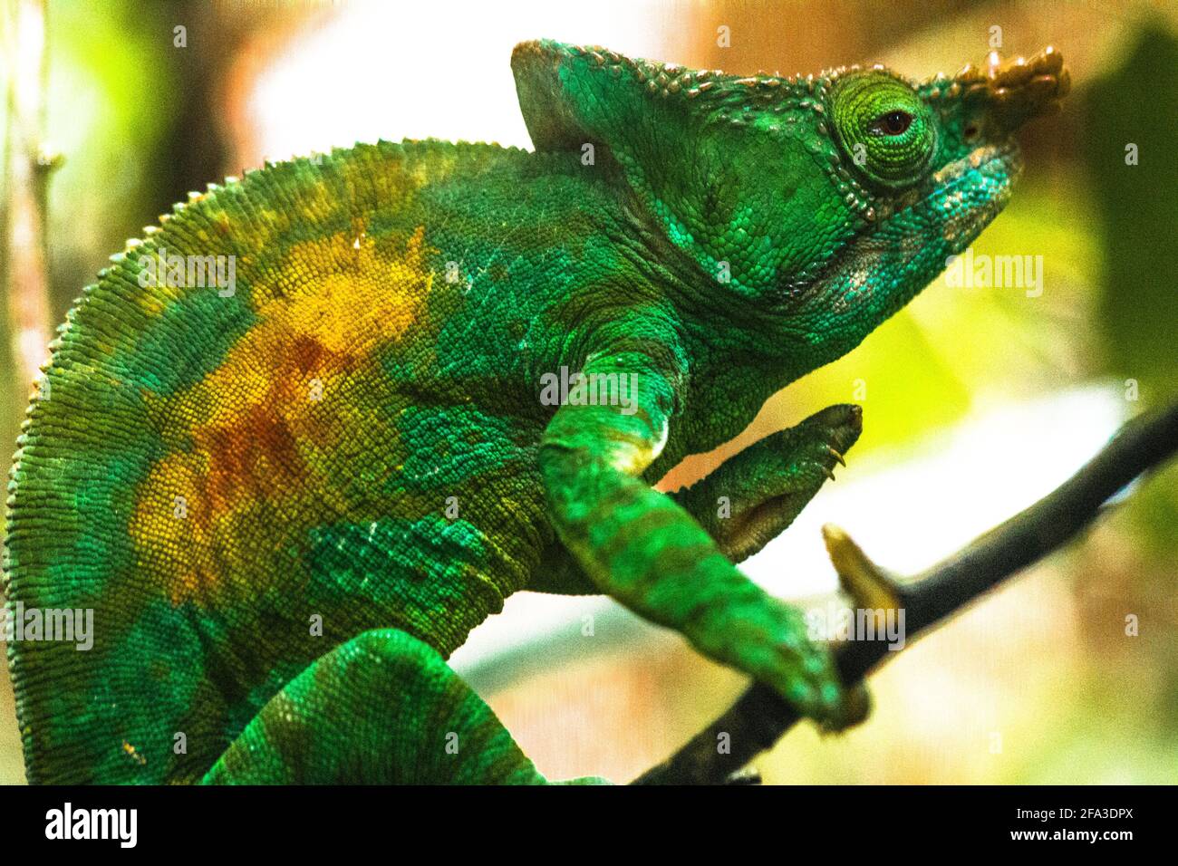 close up of colourful male parson's chamaleon looking at camera in natural habitat during daylight in andasibe-mantandia national parc madagascar Stock Photo