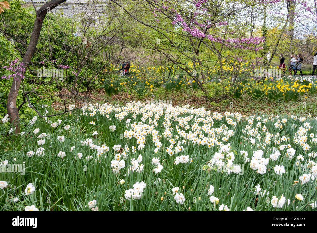Springtime Flowers on the Bridle Path in Central Park, New York City