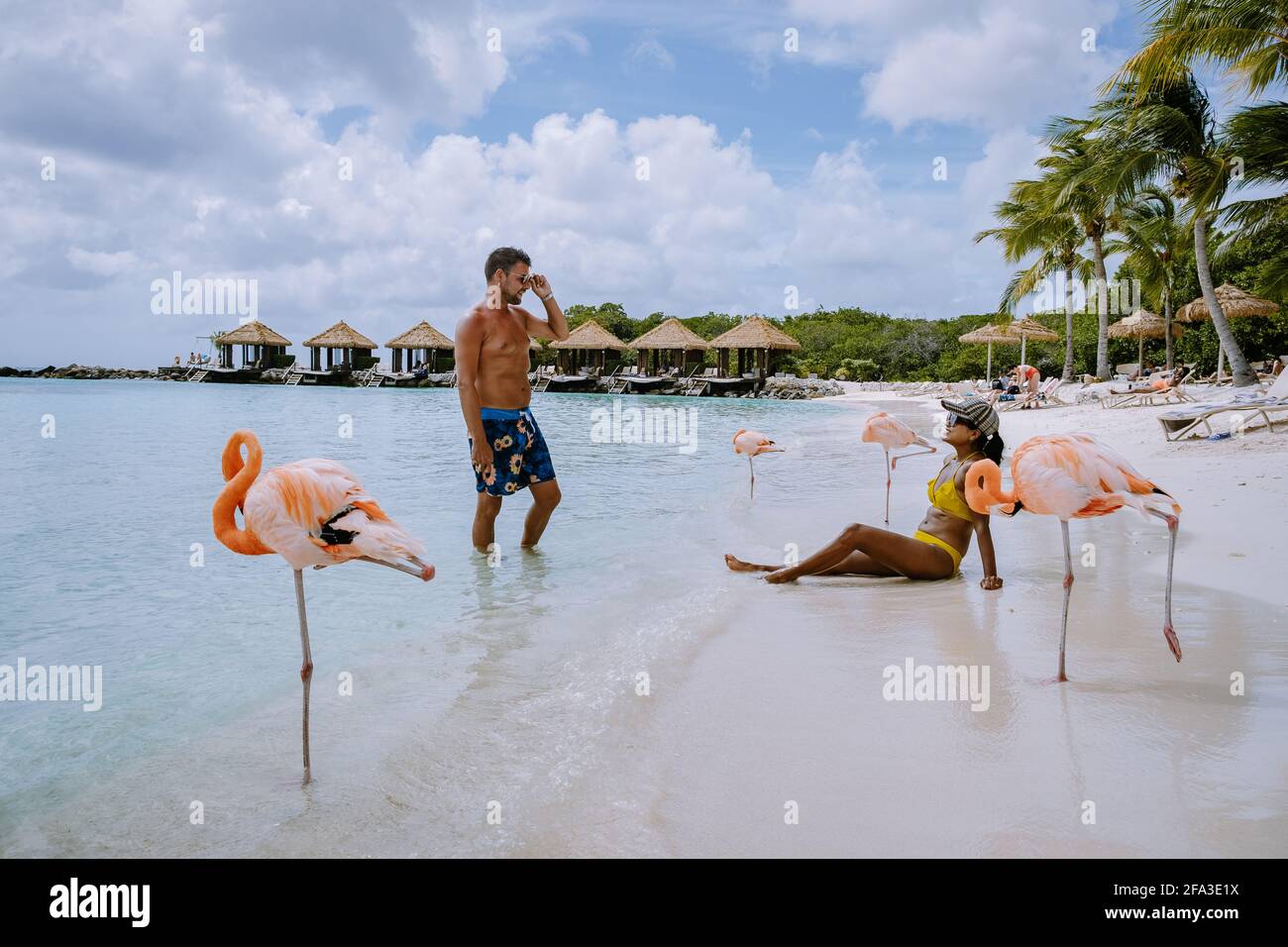 Aruba beach with pink flamingos at the beach, flamingo at the beach in ...