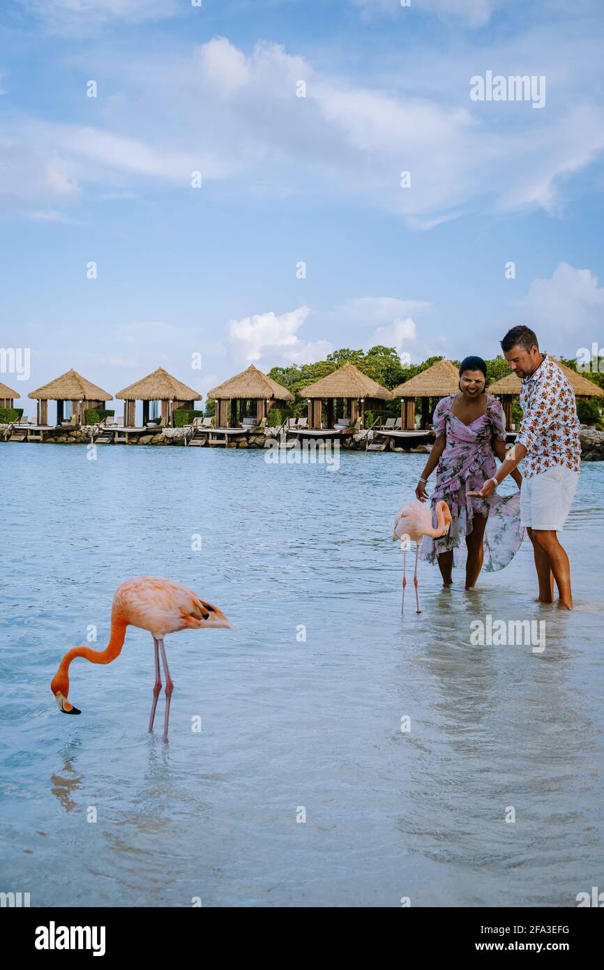 Aruba beach with pink flamingos at the beach, flamingo at the beach in ...