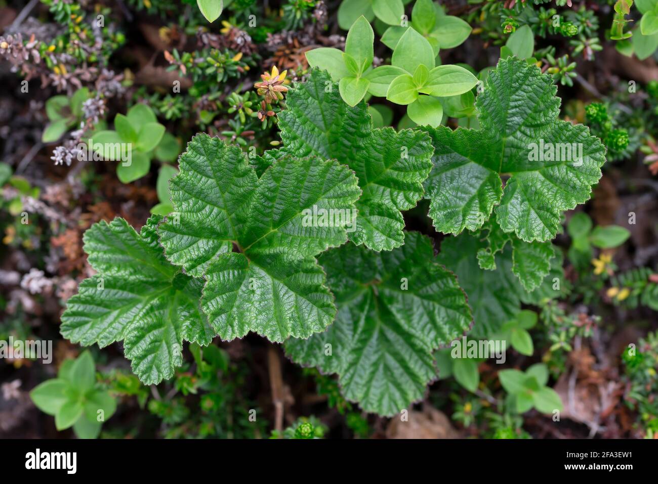 Background of green leaves of cloudberry in the boreal forest Stock Photo