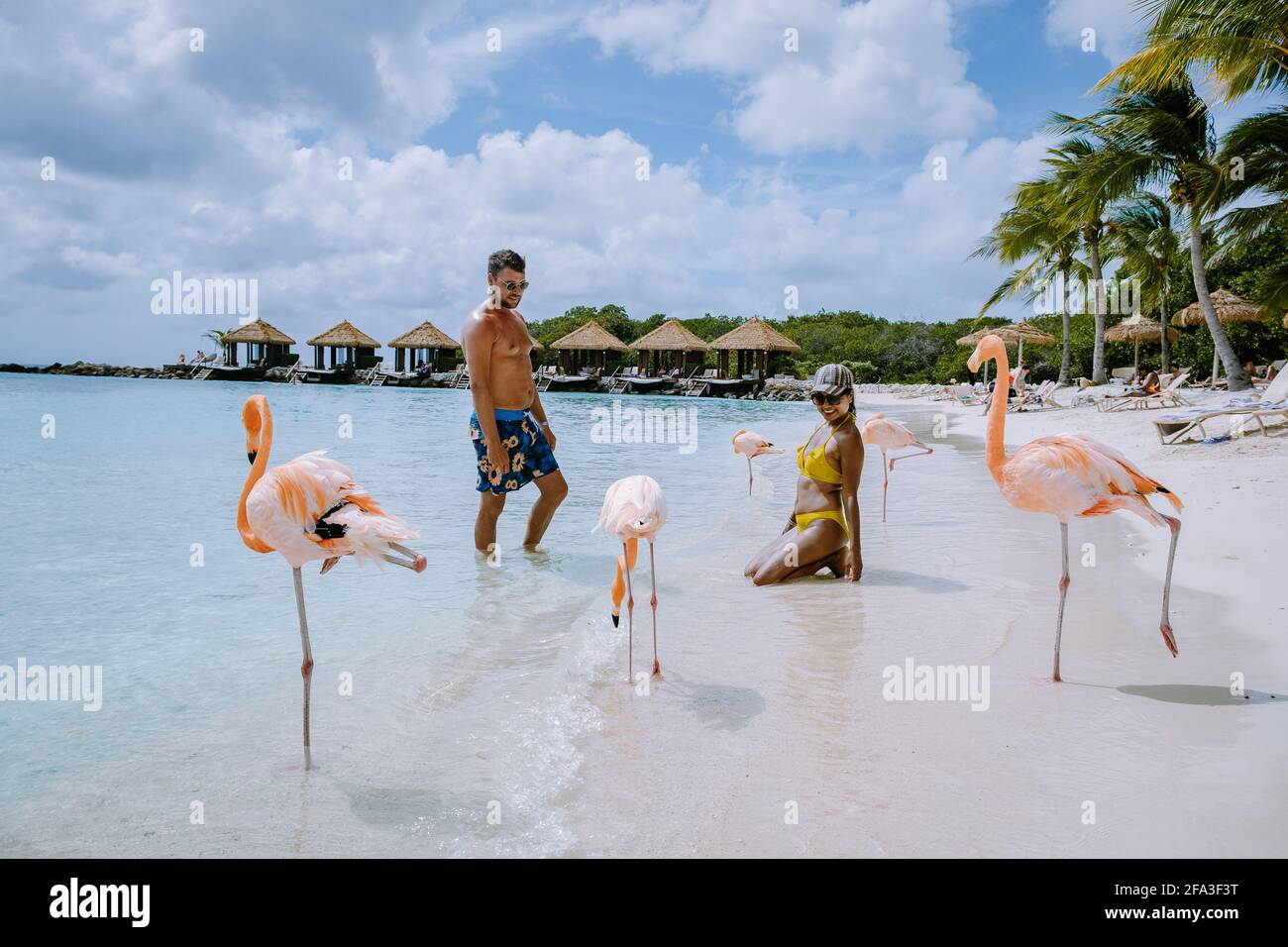 Aruba beach with pink flamingos at the beach, flamingo at the beach in ...