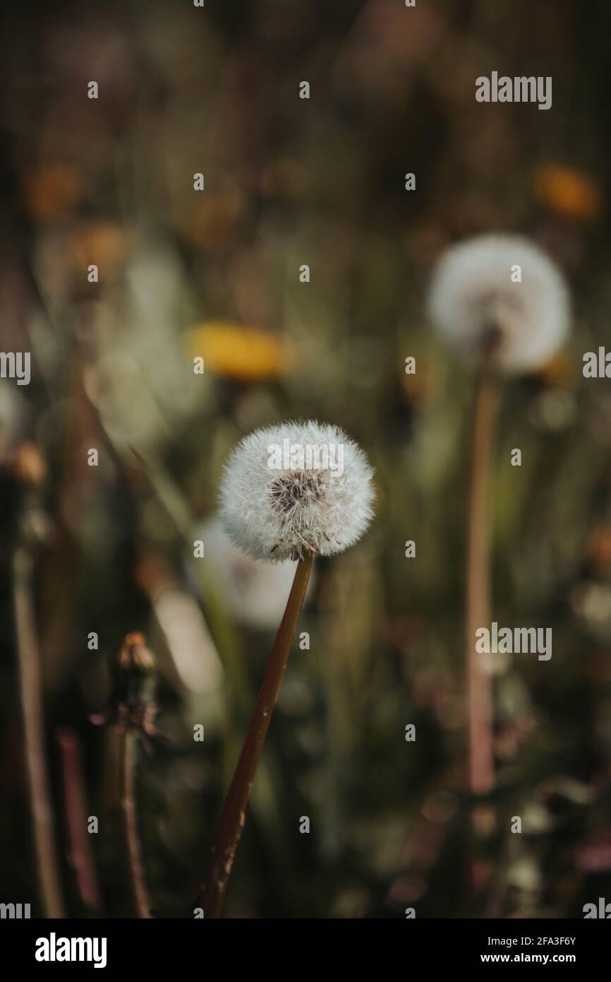 Closeup vertical shot fluffy hi-res stock photography and images - Alamy