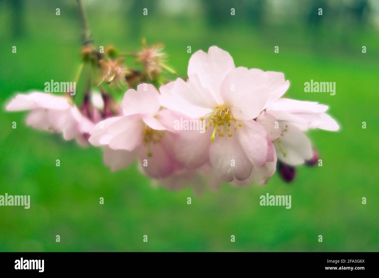 pink cherry blossoms flowers Stock Photo