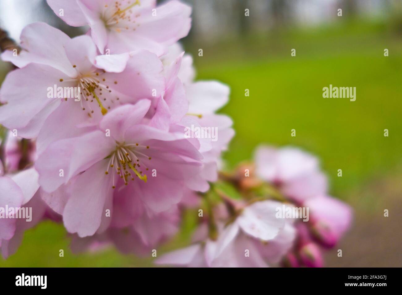 pink cherry blossoms flowers Stock Photo