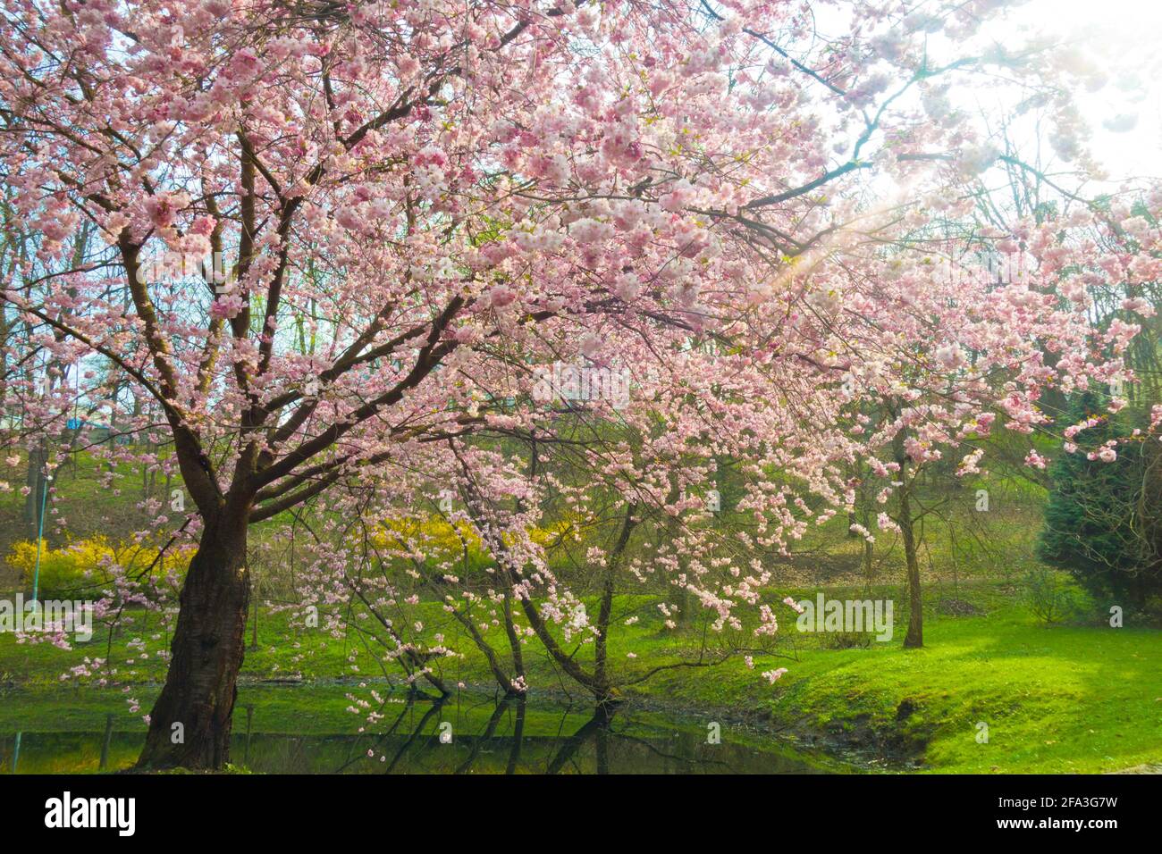 tree of cherry with flowers blooming Stock Photo