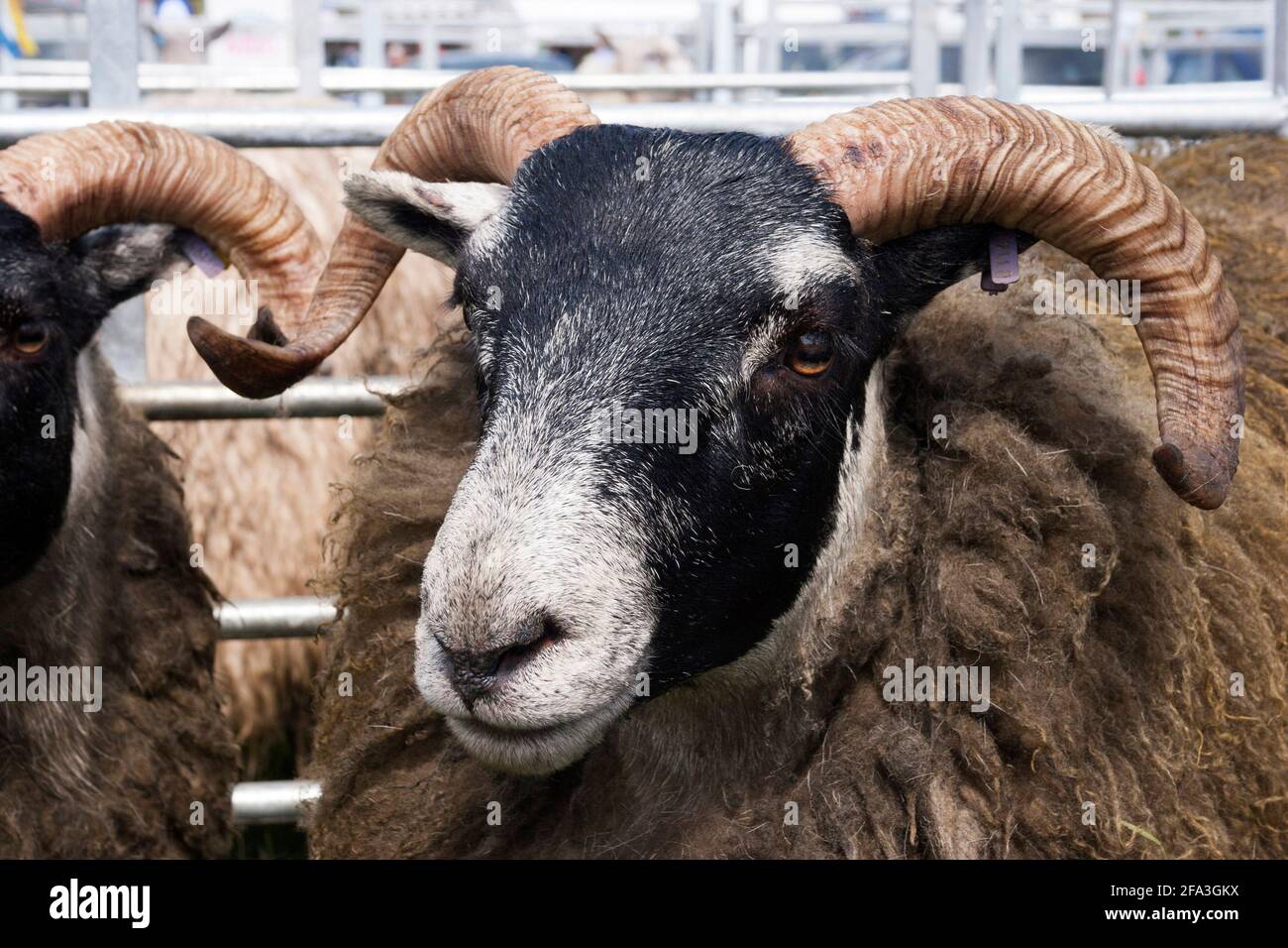Black faced sheep at market, Scotland Stock Photo Alamy