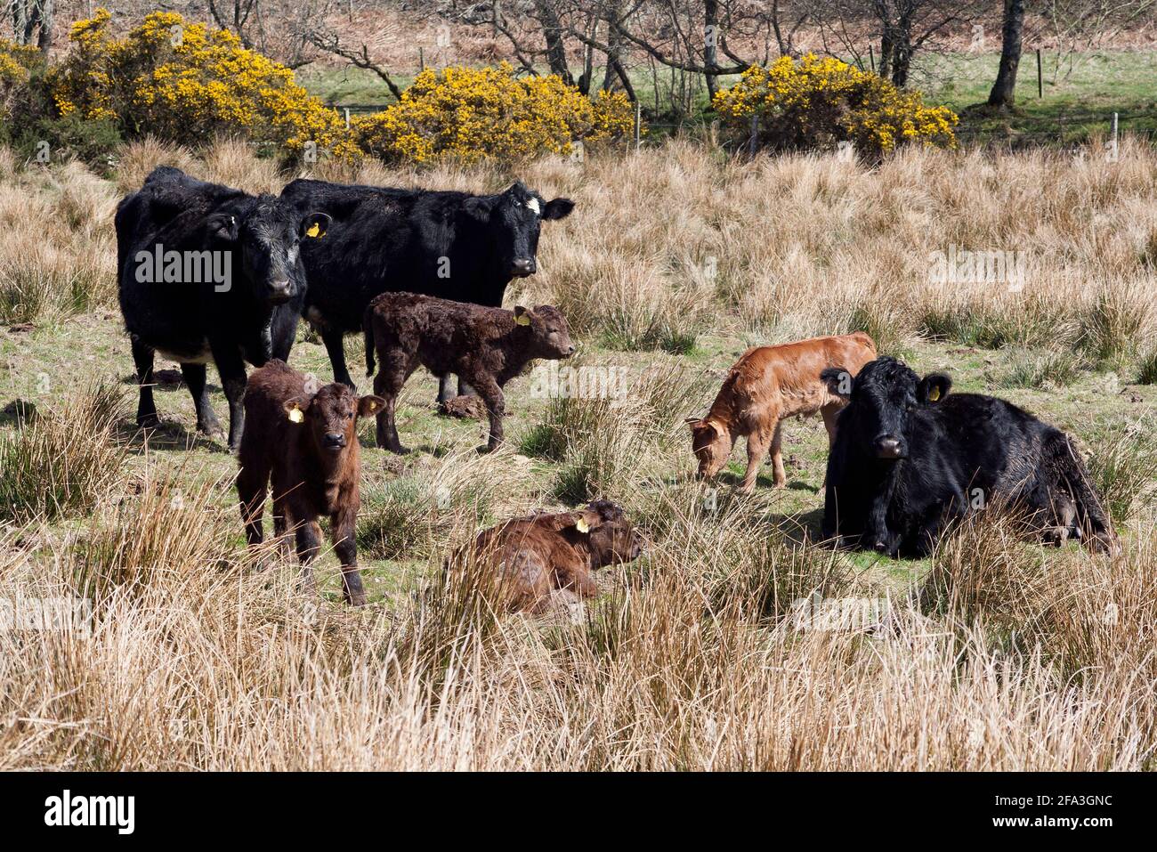 Cattle on hillfarm, Glen Fruin, Argyll, Scotland Stock Photo