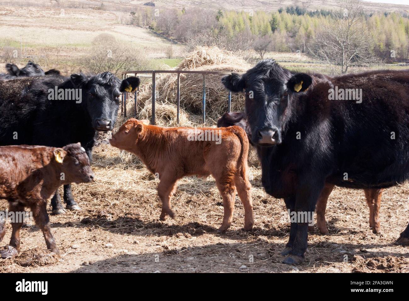 Beef cows and calves on hill farm, Glen Fruin, Argyll, Scotland Stock Photo