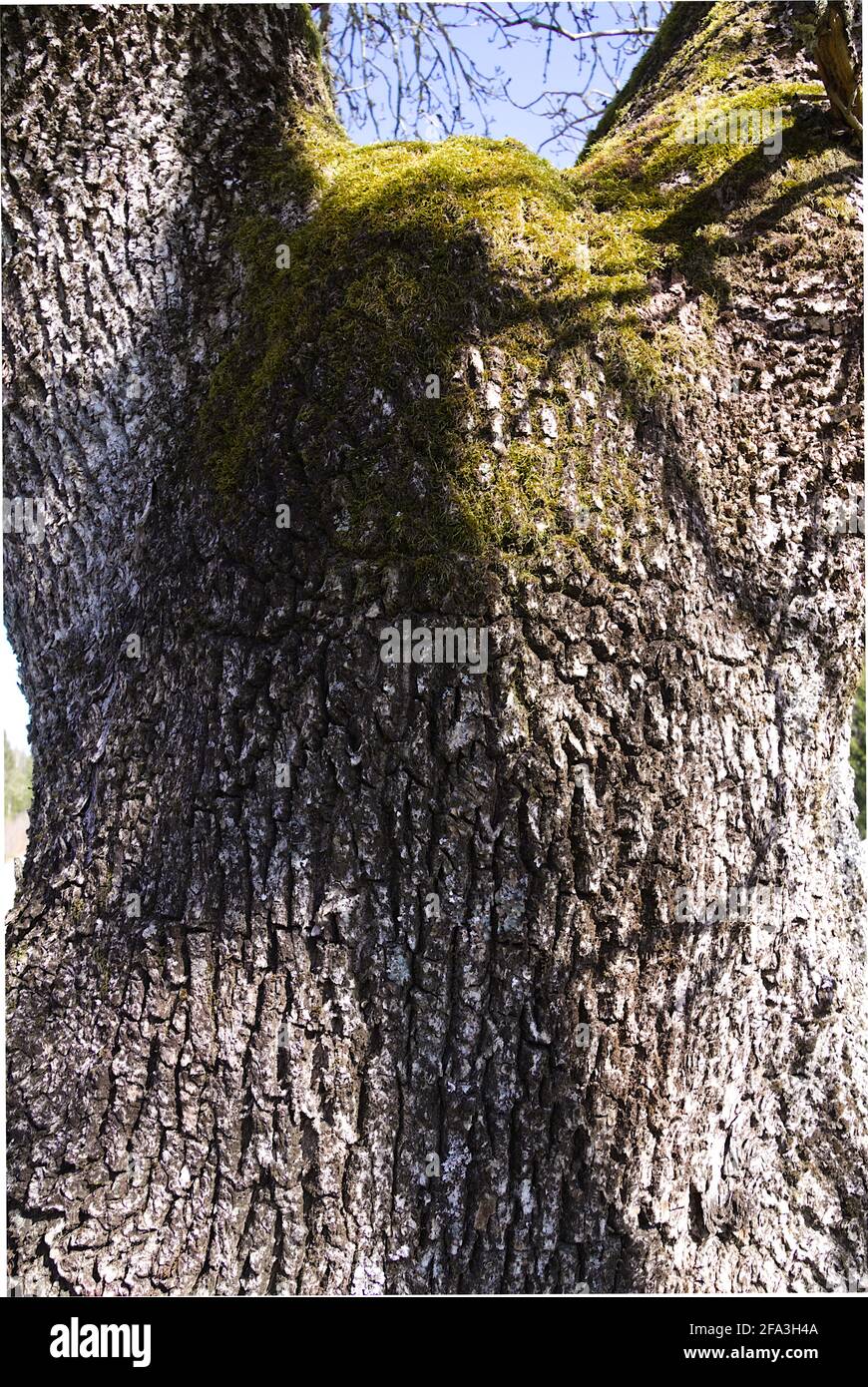 Mossy tree Stock Photo