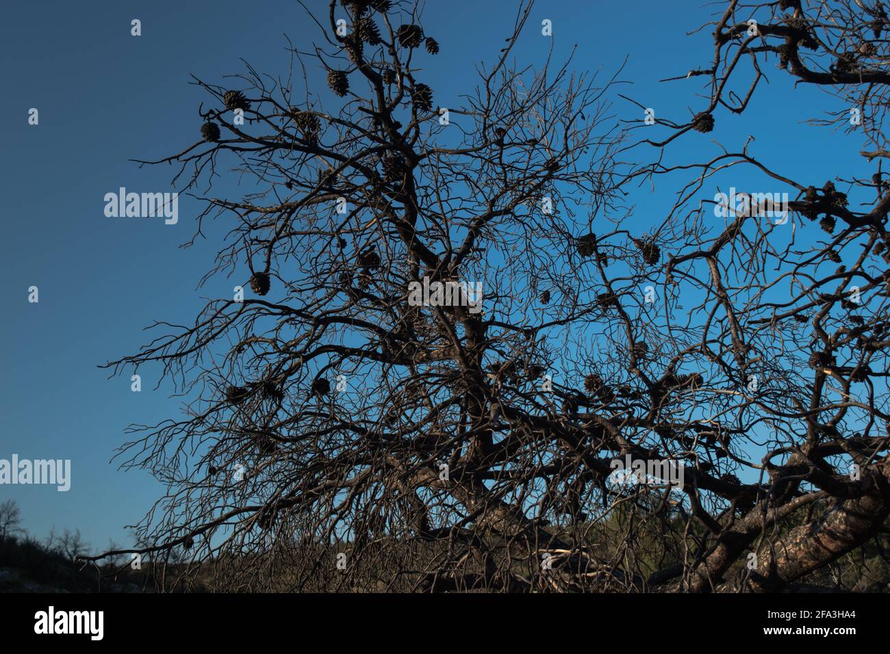 A branch of pine tree after a forest fire passed through.Isolated dead