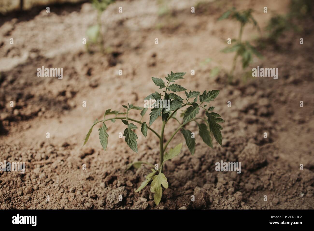 Weeds in close up hi-res stock photography and images - Alamy