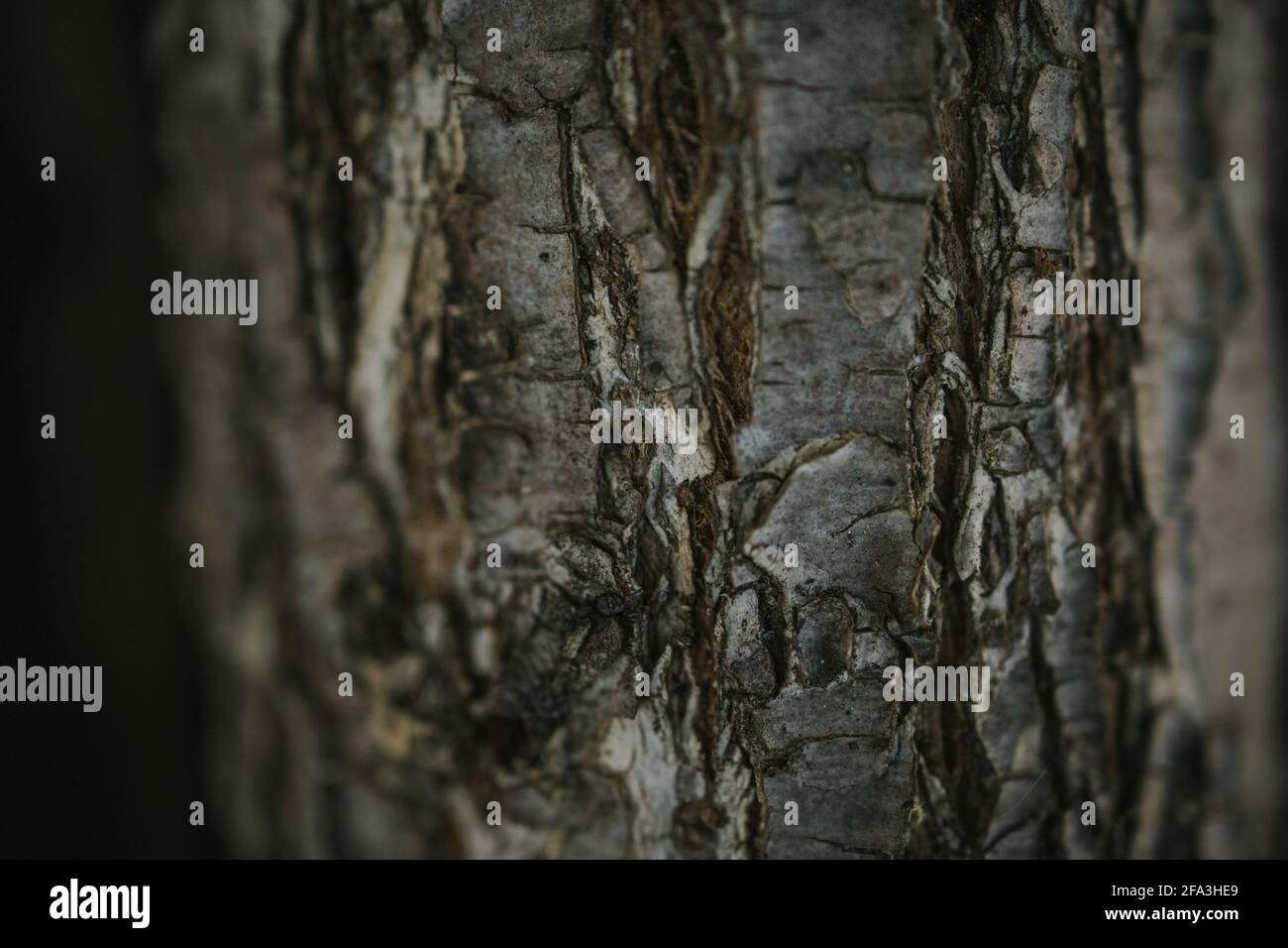 Closeup shot old tree hi-res stock photography and images - Alamy