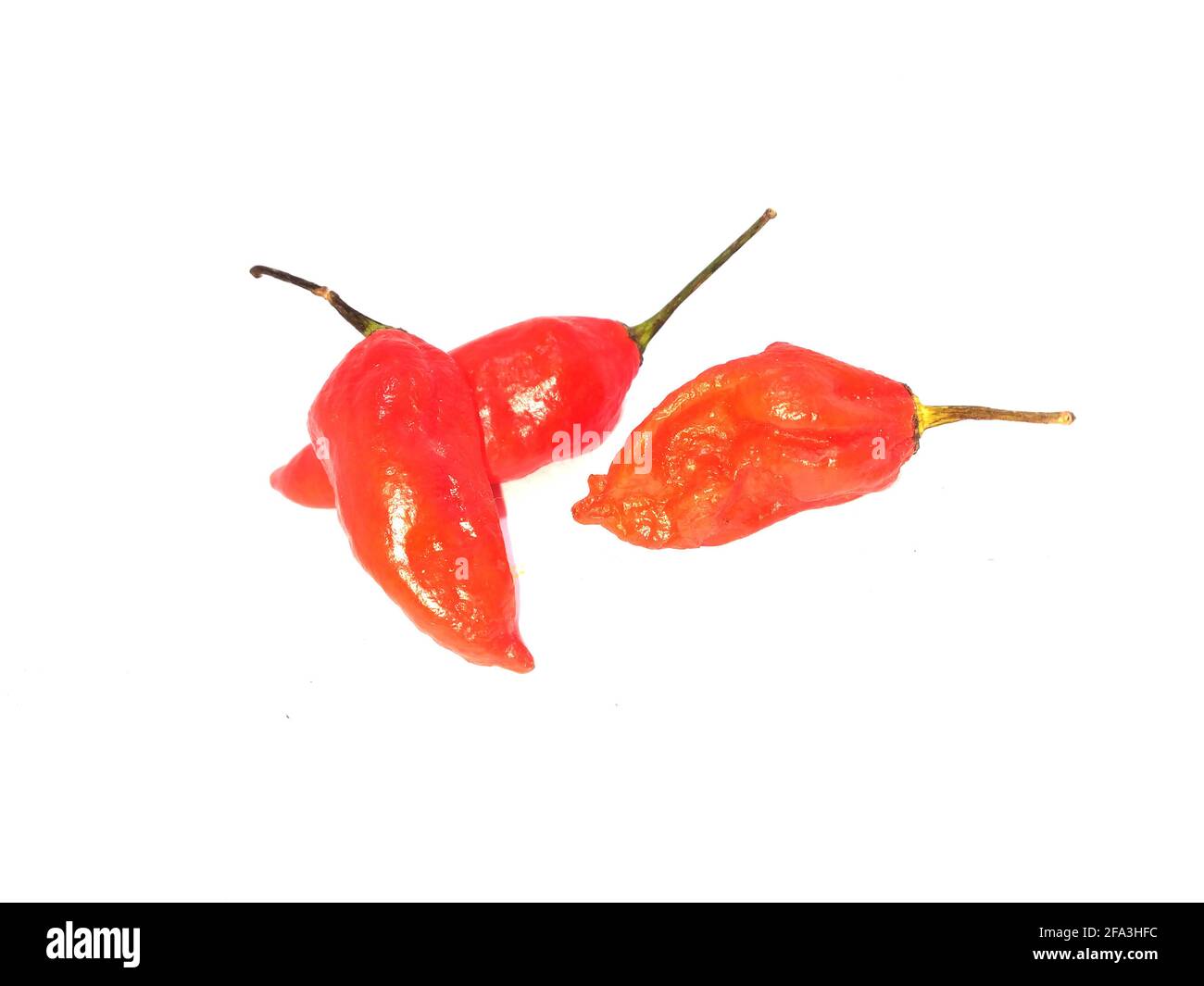 bhut jolokia ghost pepper isolated on white background. ghost pepper