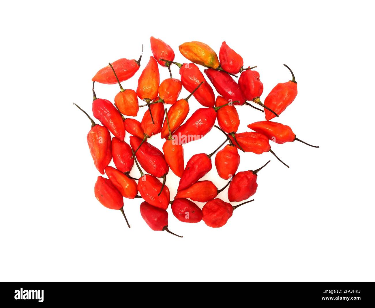 bhut jolokia ghost pepper isolated on white background. ghost pepper