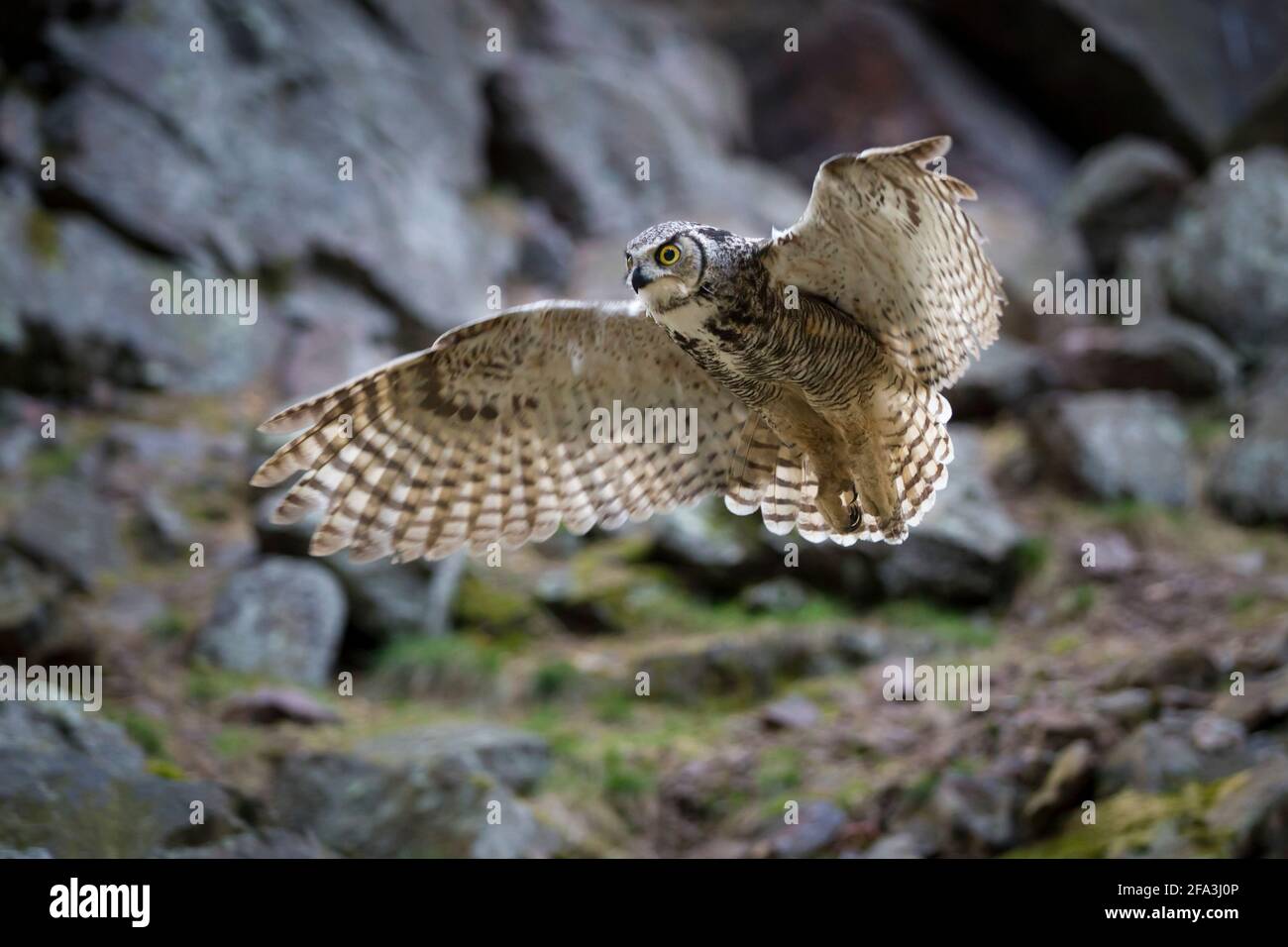 Virginia-Uhu, Bubo virginianus, great horned owl Stock Photo