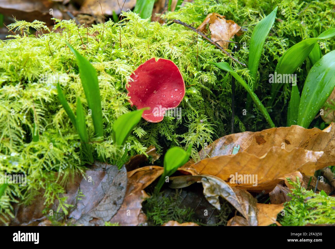 Sarcoscypha coccinea, commonly known as the scarlet elf cup or the scarlet cup fungus in the forest Stock Photo
