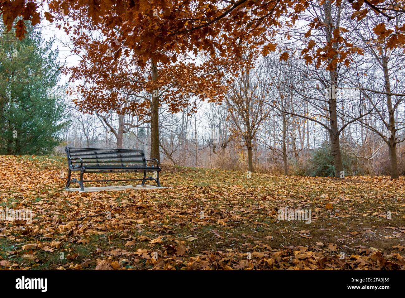 Metal park bench in autumn with leaves on the ground and red leaves on the oak trees above Stock Photo