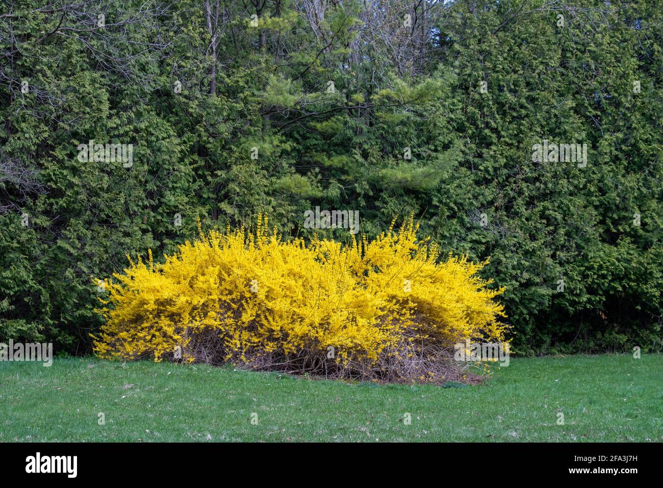 Bright yellow weeping forsythia in bloom against the green of conifer trees Stock Photo