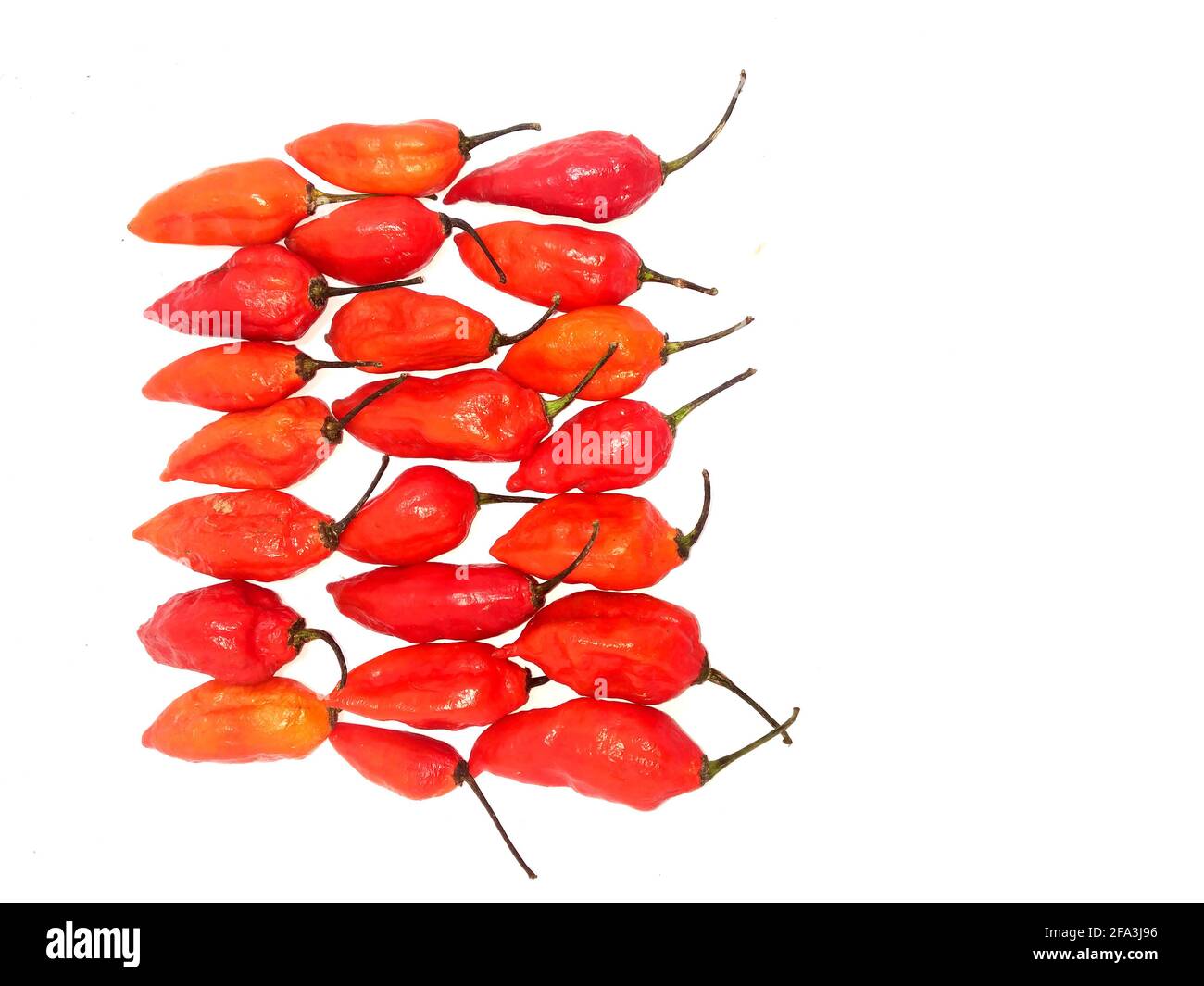 bhut jolokia ghost pepper isolated on white background. ghost pepper