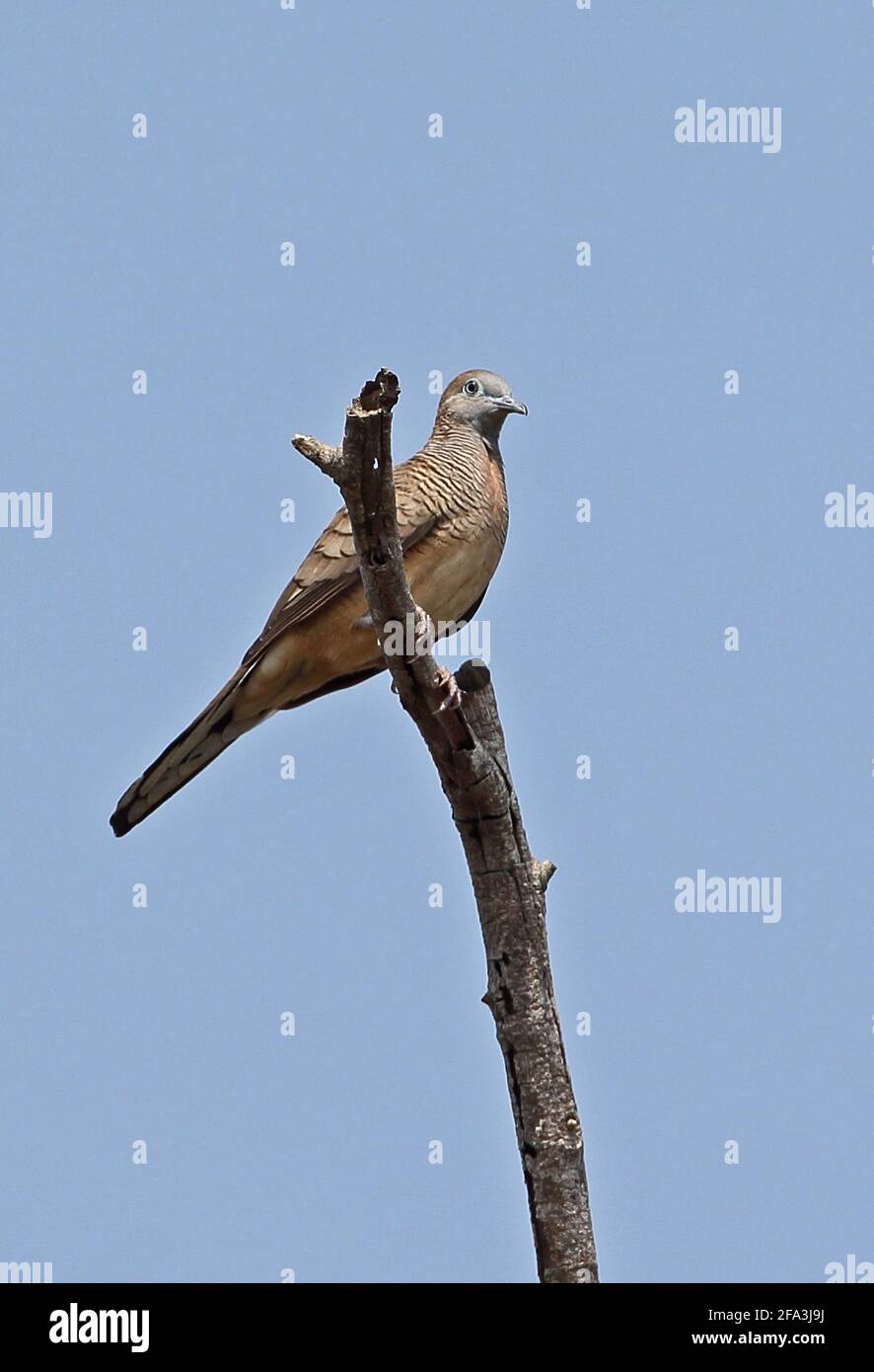 Zebra Dove (Geoplia striata) adult perched on dead branch Ang Trapaeng Thmor, Cambodia          January Stock Photo