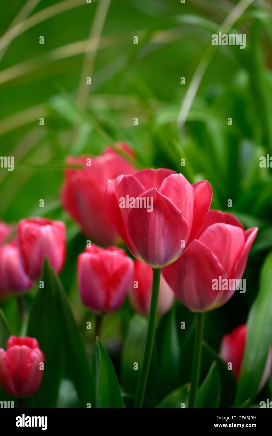 Tulipa Van Eijk,Darwin hybrid tulip,single cherry-red flowers,tulip bulbs,tulips,tulip,flowering,spring,bulbs,RM floral Stock Photo
